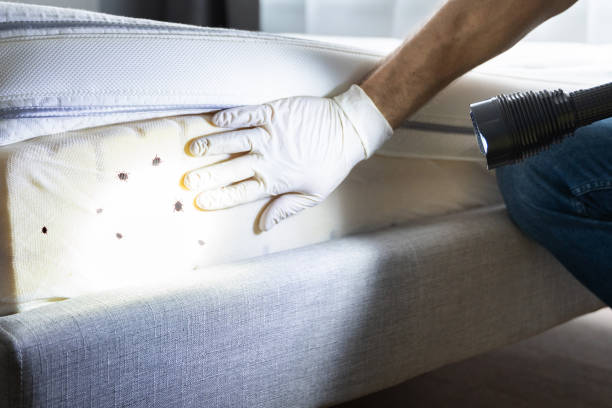 Professional Pest Control in Shoal Creek, AL