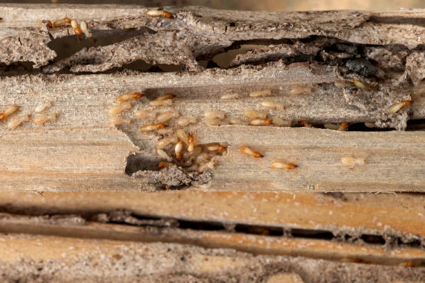 Best Wasp Removal Services  in Sho Creek, AL