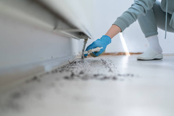 Wasp Removal Services in Shoal Creek, AL